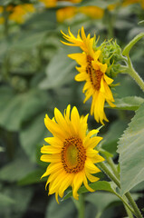 Beauty in Sunflower Fields