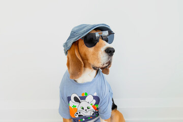 cute beagle dog in sunglasses and cap