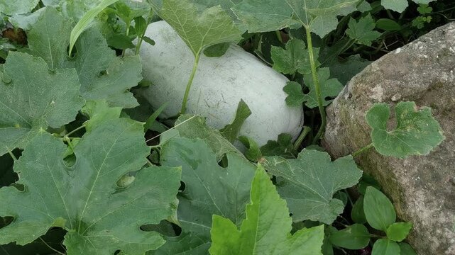 Mature wax gourd (Benincasa hispida) lying on the ground in a home garden. Also known as ash gourd, winter melon, white gourd, ash pumpkin, or Chinese preserving melon. A large, pale green fruit value