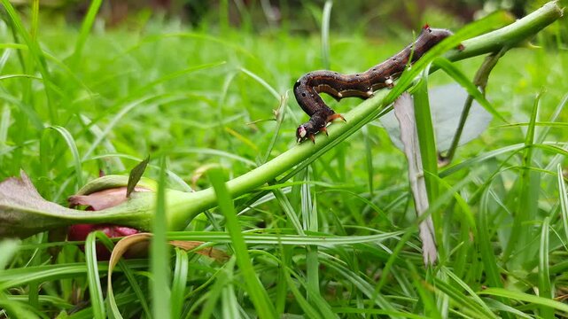 Achaea janata. Its commen name&nbsp;castor semi looper&nbsp;And croton caterpillar. This is an&nbsp;erebid&nbsp;moth, the&nbsp;caterpillars&nbsp;of which are termed semi-loopers due to their mode of locomotion.
