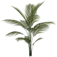 3D Realistic Beautiful Palm Leaf Plant Isolated on Transparent Background