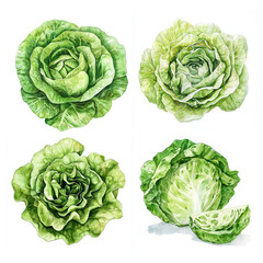 Obraz premium Watercolor Frillice Iceberg lettuce set with whole and leaf views on white.