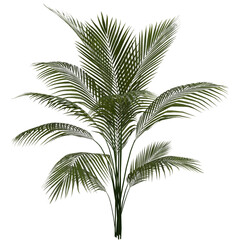 3D Realistic Beautiful Palm Leaf Plant Isolated on Transparent Background