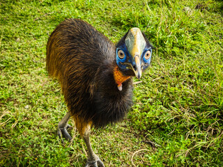 Small Casuarius in a cage. 