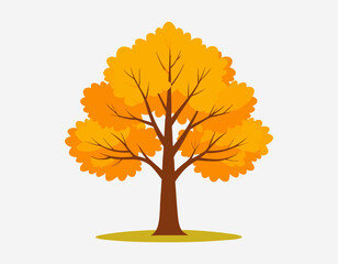 Autumn Tree with Rounded Yellow-Orange Canopy on White Background