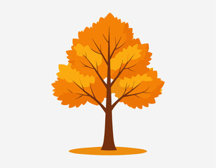 Autumn Tree with Orange Foliage on White Background
