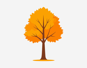Tall Autumn Tree with Symmetrical Crown in Warm Tones