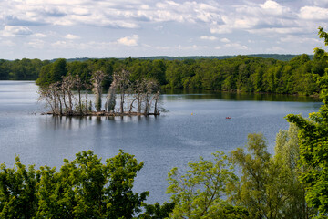 Insel Sterin im Plöner See - Hauptbrutplatz der Kormorane am großen Plöner See