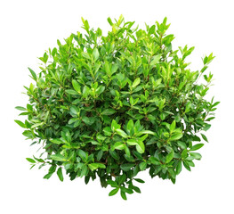 Obraz premium PNG Green garden bush plant green vegetation.