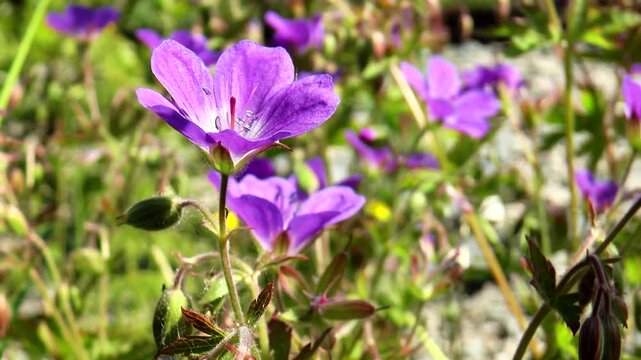 Little blue flower of geranium slightly swaying in the wind on a Sunny day.