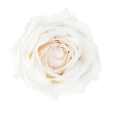 Lovely single white rose isolated on transparent background. Beautiful element for your design.