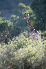 giraffe in the wild in a dreamy setting, ideal for a magazine story 