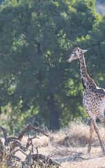 giraffe in the savannah with a very diffuse light