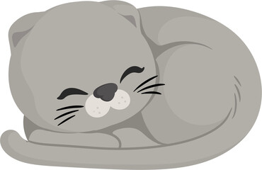 illustration scottish fold