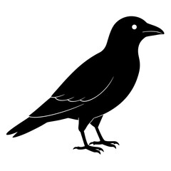 Obraz premium Black crow silhouette with white eye bird