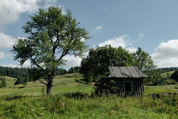 Obraz premium Scenic countryside view featuring an old wooden cabin surrounded by trees, grassy meadows, and distant hills under a blue sky. Perfect for concepts like simplicity, solitude, sustainable living, and