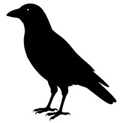 Black crow silhouette standing bird