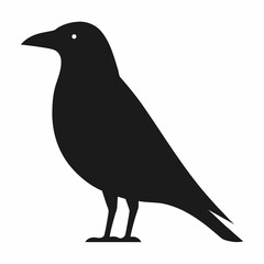 Black crow silhouette standing alert bird white