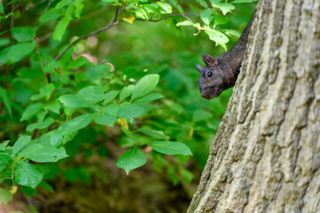Curious Squirrel Peeking from Behind a Tree at RBG Hendrie Valley