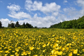 Fototapeta premium A field of buttercups in summer, Sainte-Apolline, Québec, Canada