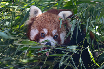 A red panda is caught mid-meal, eating bamboo leaves with its tongue slightly out. Perfect for conservation and nature themes