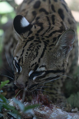Unfiltered view of a wild ocelot's powerful feeding action, showing mouth, tongue, and raw food up close.