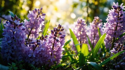 Springtime Hyacinth Blooms Amongst Green Leaves