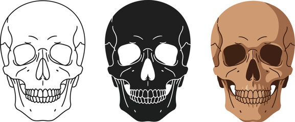 Three skull illustrations showcase line art, silhouette, and shaded styles, perfect for Halloween themes, medical diagrams, or gothic designs, offering versatile visual options.
