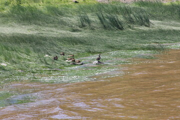 Canards au bord de l'eau