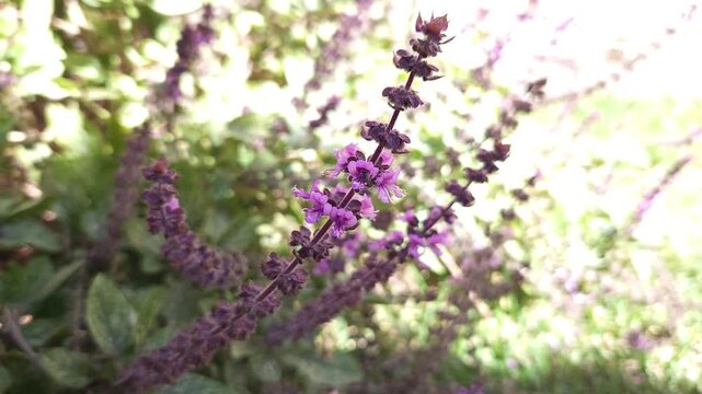native bees in a basil flower