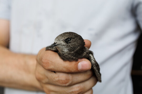 A calm swift bird in a male hand shows a moment of care after an unexpected indoor flight