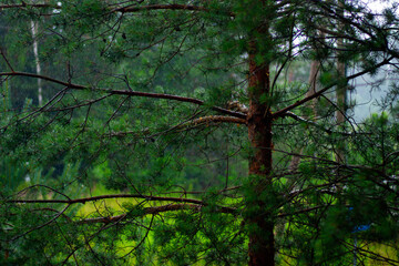Fototapeta premium A vibrant pine tree in the foreground with visible rainfall in a lush green forest, capturing a peaceful summer rain scene.