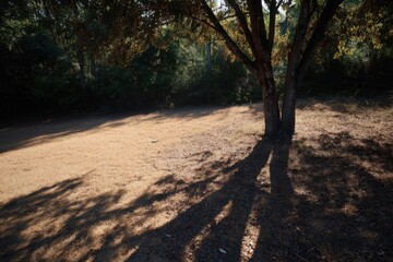 Fototapeta premium Tranquil park scene with sunlight filtering through trees, casting long shadows on dry grass