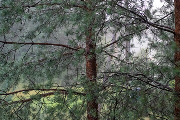 Fototapeta premium View of rainfall through dense pine tree branches in a forest, capturing a moody and peaceful atmosphere during wet weather.