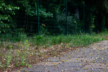 Close-up of a paved walkway covered with fallen leaves, next to a wire fence and overgrown greenery...