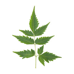 Fresh green wild neem leaves isolated on transparent background