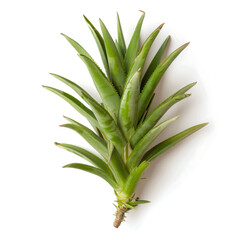 Fototapeta premium Fresh pineapple plant top, vibrant green leaves