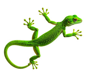 Fototapeta premium Green Gecko Clinging to Vertical Surface, Full Body Side View, Transparent PNG Wildlife Illustration