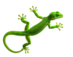 Green Gecko Clinging to Vertical Surface, Full Body Side View, Transparent PNG Wildlife Illustration
