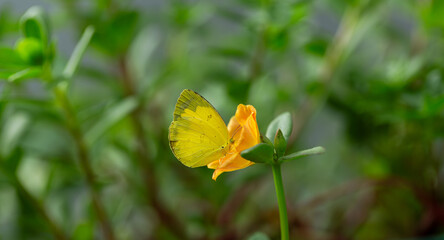 A small yellow butterfly is sucking nectar from a flower up close,A scenic view of a yellow butterfly perched on a flower on a blurred background.