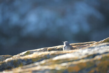 Melaenornis silens: Grey Flycatcher on Rock in Tsitsikamma Park