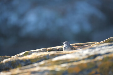 Cape Wagtail on Rock in Tsitsikamma National Park