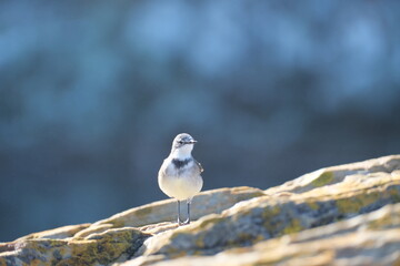Cape Wagtail in Tsitsikamma National Park