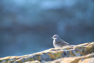 White Wagtail in Tsitsikamma National Park: Graceful Wildlife Capture