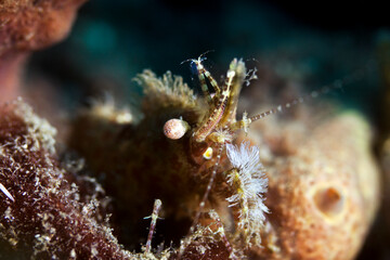 coral marbled shrimp in lembeh ocean micro diving