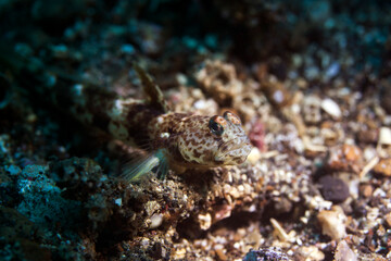 coral fish in lembeh ocean micro diving