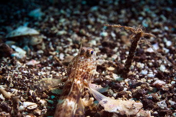 coral fish in lembeh ocean micro diving