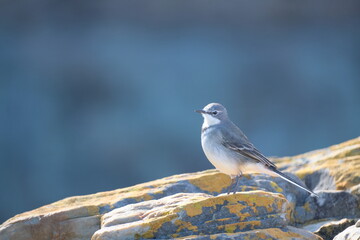 Cape Wagtail in Tsitsikamma National Park: Wildlife Photography