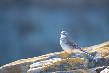 Cape Wagtail in Tsitsikamma National Park