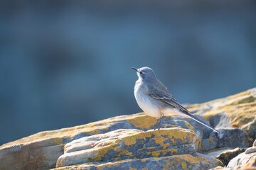 Cape Wagtail in Tsitsikamma National Park
